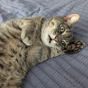 Picture of Belle the cat.