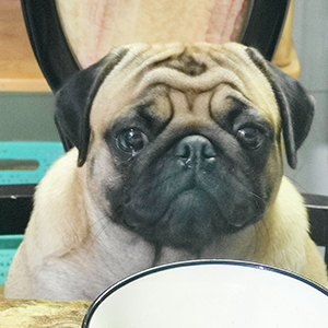 Picture of Boo the dog.