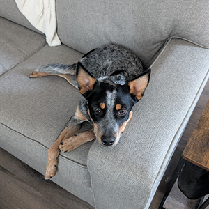 Picture of Bruce the dog.