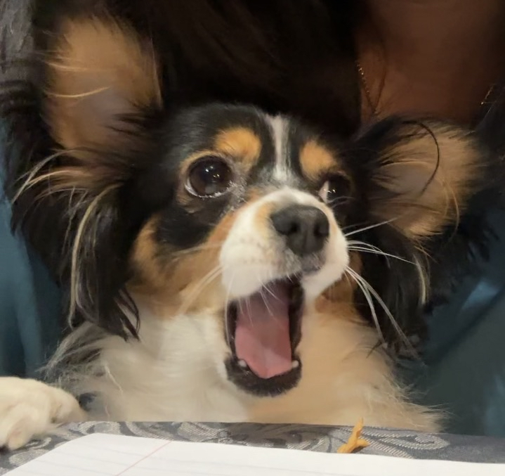 Picture of Yaya the Dog.