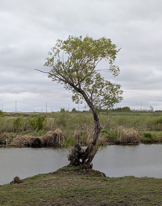 curved tree on edge of water